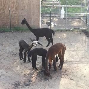 Meet your Posher, Virginia